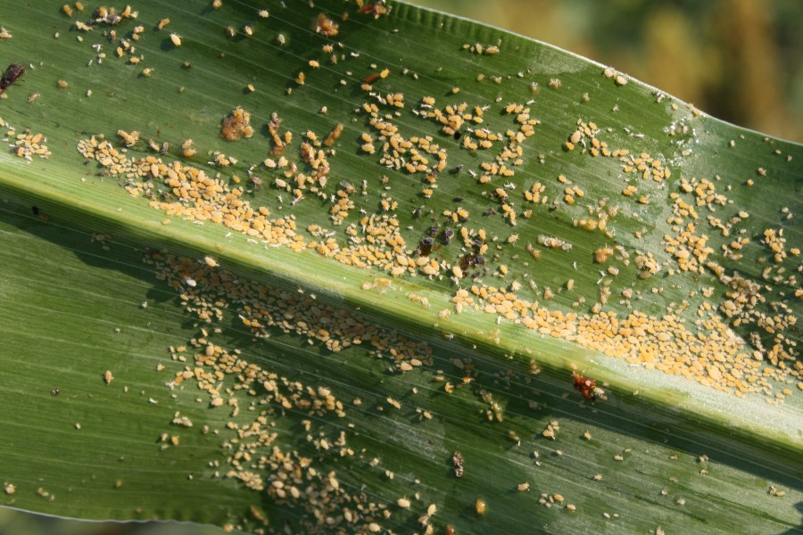 Dow Secures Section 18 for Oklahoma and Eight Other States for Transform Use in Sorghum Against Sugarcane Aphid