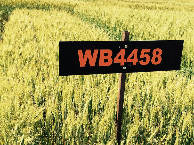 Westbred Works to Develop Wheat Varieties with Emphasis on Strong Yield Potential