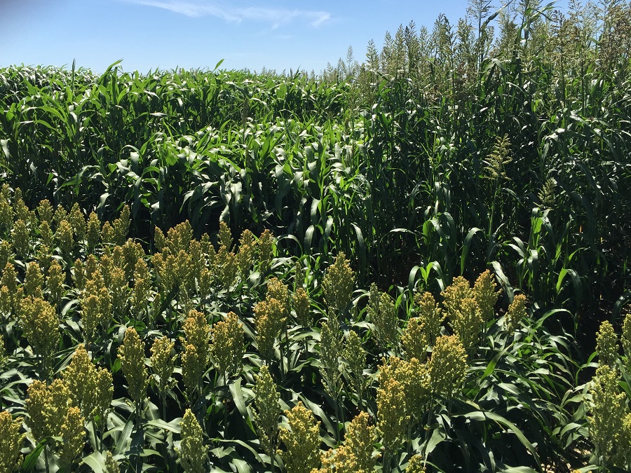 Sefina Insecticide Helping Battle Sugarcane Aphids in Forage Sorghum