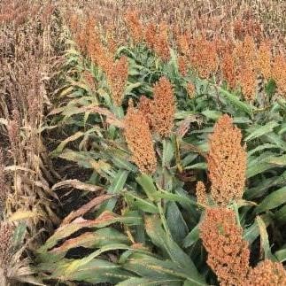 Alta Seeds Introduces New Aphix Lineup with Elite Sugarcane Aphid Tolerance