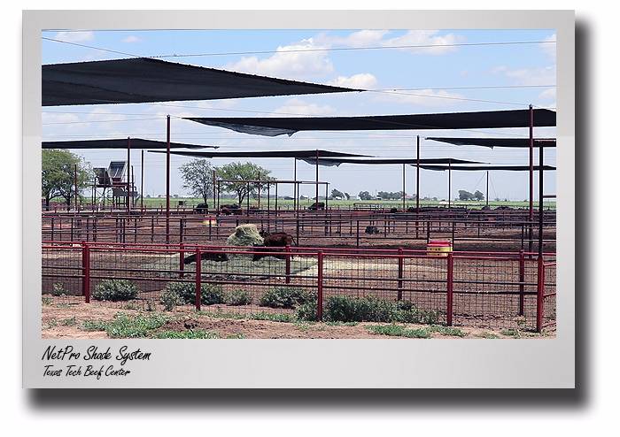 New Shade System at Texas Tech University's Beef Center Helps Keep Cattle Comfortable, Healthy