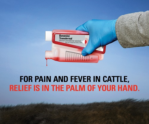 Merck Animal Health Introduces First and Only FDA Approved Drug for Controlling Pain in Cattle