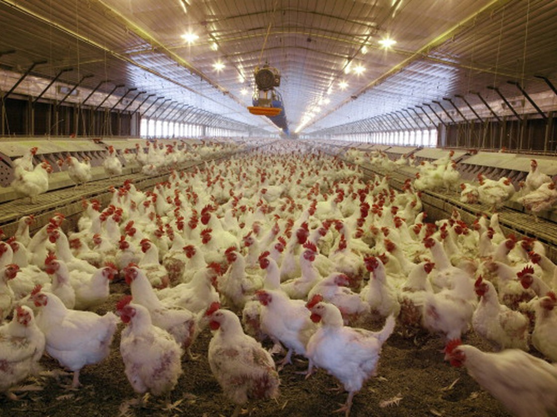 Scientists Make Biggest Poultry Animal Welfare Breakthrough in Recent History Using UV Lighting