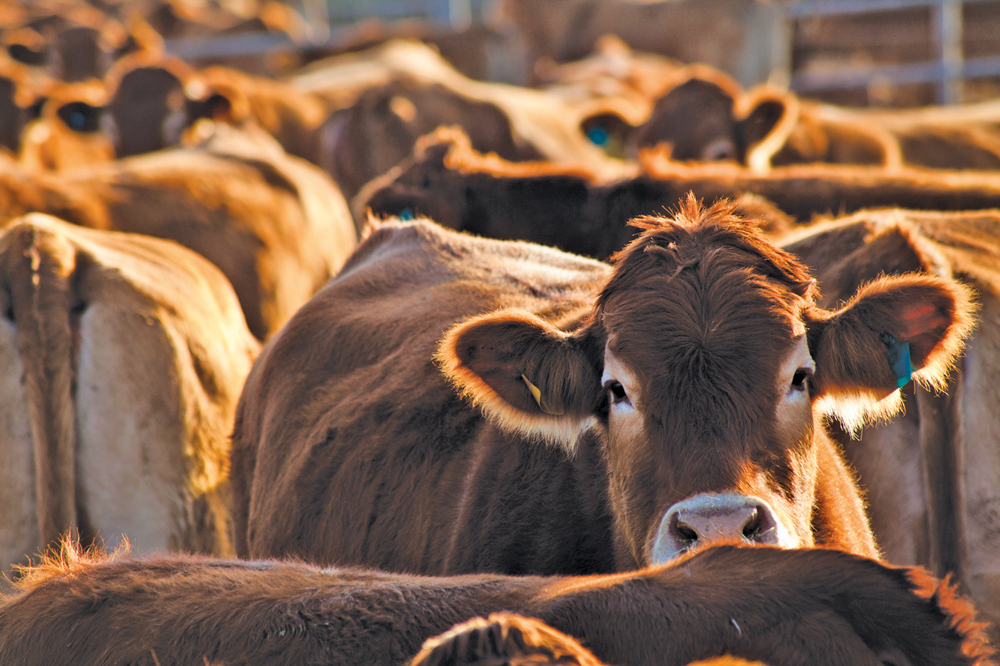 Increase Your Herd's Health with Prebiotics Developed by Livestock Pharmacuetical Leader BioZyme