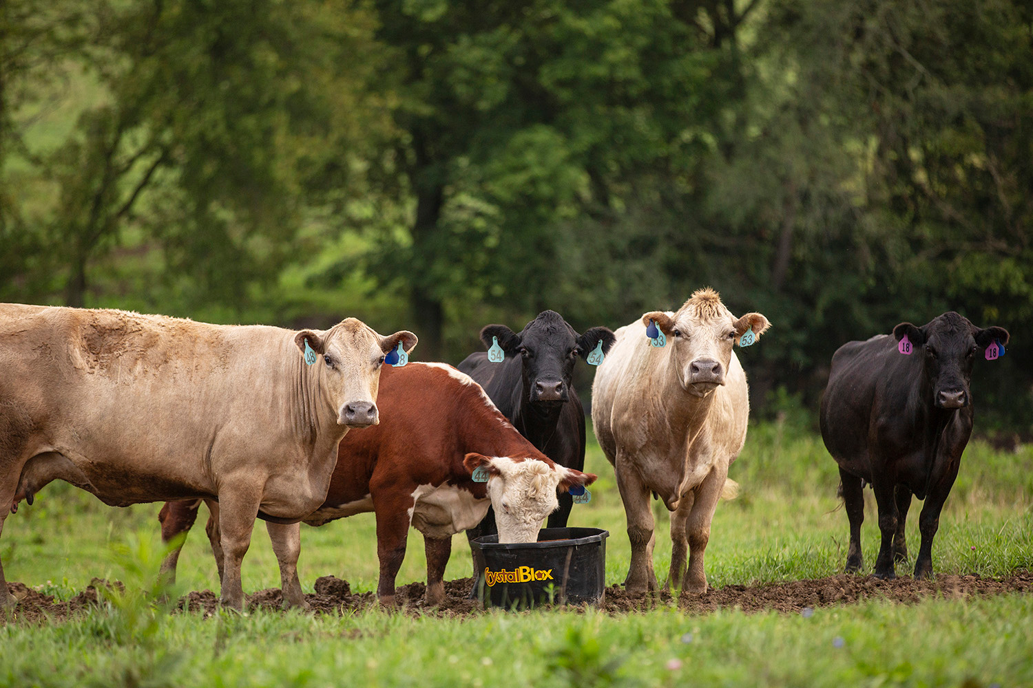 Alltech, The Makers of CRYSTALYX, Launches New Self-Fed Protein Supplement for Beef Cattle 