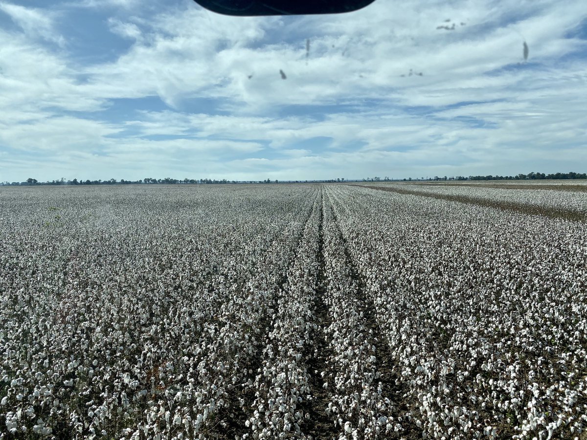 ThryvOn Technology From Bayer to Bring New Solutions to Cotton Growers in Near Future