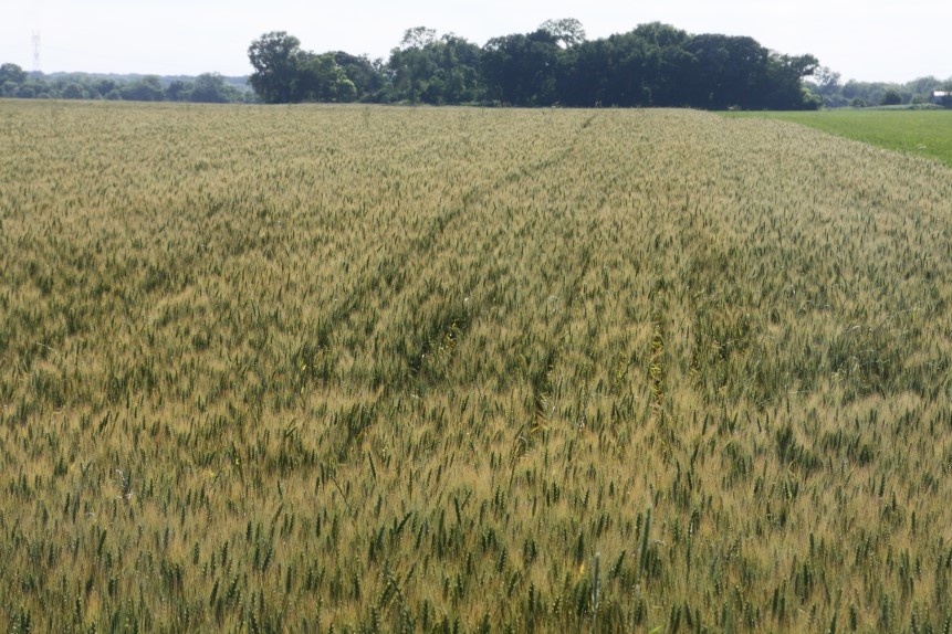 In-field Research Shows Superior Disease Control with New BASF Fungicides Containing Xemium Fungicide