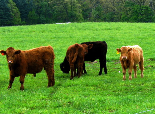 ALIMET Feed Supplement Works to Improve Weaning Weights