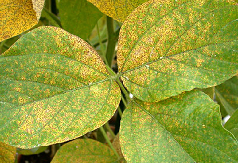 BASF Touts Fungicides for Corn and Soybeans as Good Insurance for Yield