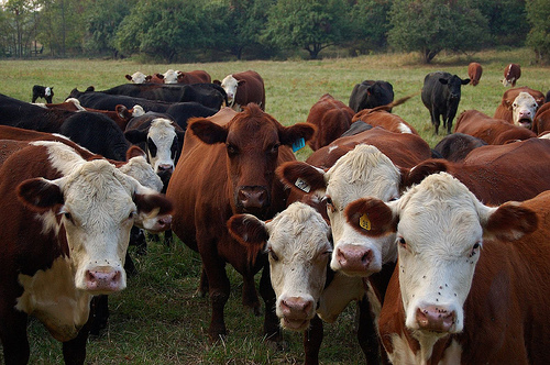North Carolina State University Research Uncovers Site-Specific Parasite Resistance in Beef Cattle