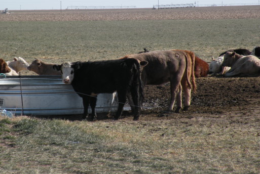 Dr. Norm Stewart of Intervet/Schering Plough Animal Health Talks Pinkeye Control