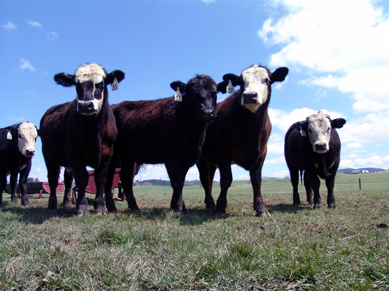 Implanting Calves- One of the most Profitable Tools a Rancher Has Available