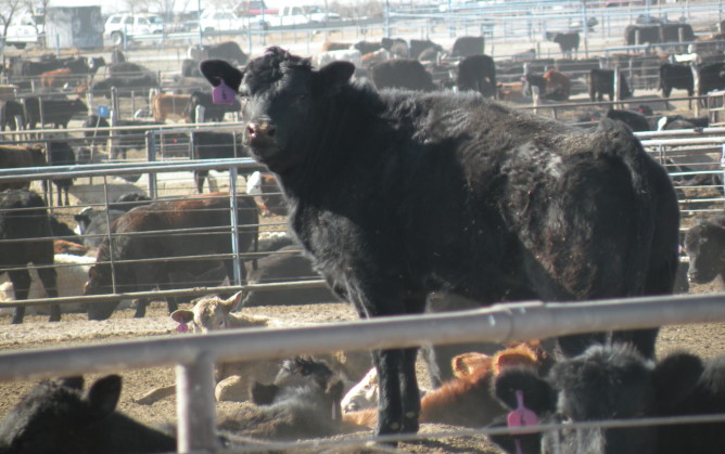 BRD Causes Feedlot Animal Health Headaches- Plus Hefty Economic Damage