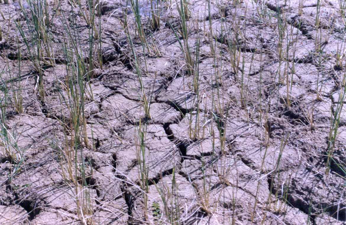 The Next Great Wave of Agricultural Innovation- Drought Tolerance