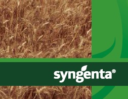 Syngenta Offers Two New AgriPro Winter Wheat Varieties for Plains Growers for 2015 Planting