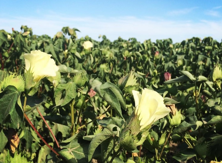 Bayer Announces New Cotton Varieties for 2016