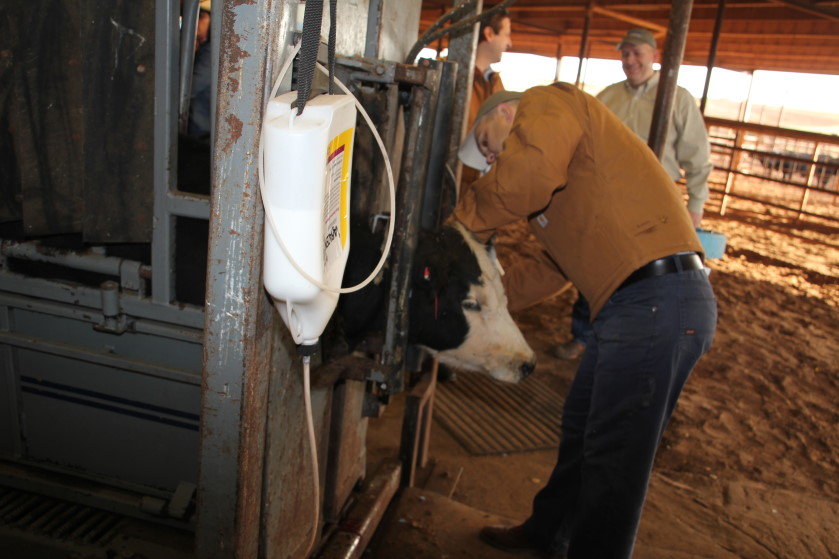 Dr. Mike Apley Weighs In on the Future of Antibiotics for Beef Cattle Production in the US