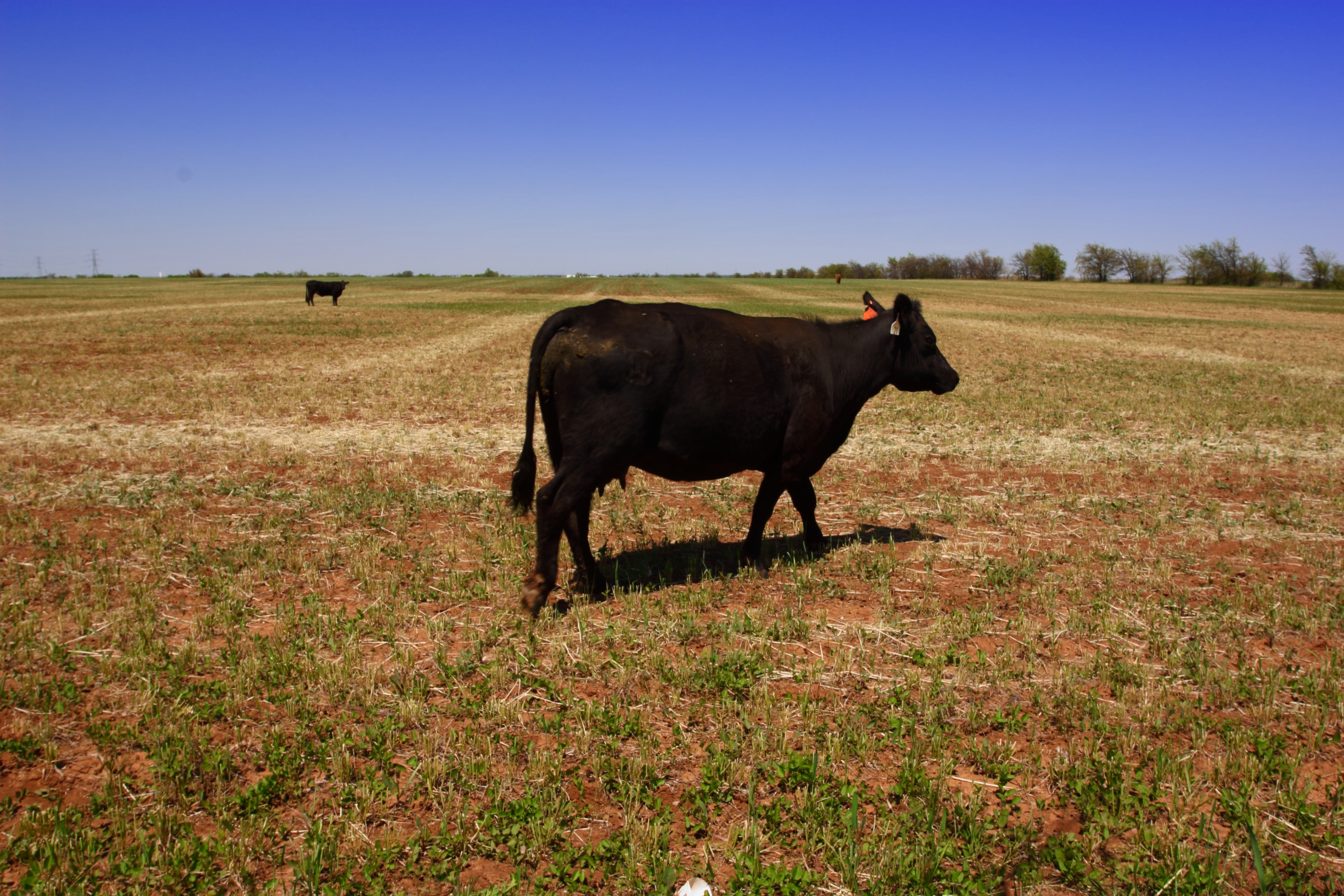 Ample Cattle Feed Supplies Good News For Producers