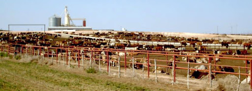 KSU's Dr. Glynn Tonsor Projects Feedlots To At Least Break Even, Maybe Turn a Small Profit By Early 2021.