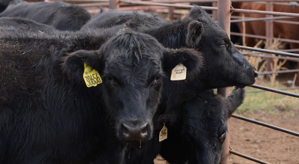 Oklahoma Farm Report Latest Cattle On Feed Report Shows Higher Than