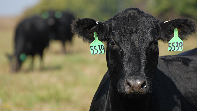 Oklahoma Rancher and American Angus Assoc. Leader John Pfeiffer Says Better Genetic Information Has Improved Herd Quality