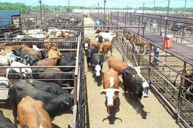 Cattle Markets Mixed as we Wrap up The Year, Says OSU's Dr. Peeel