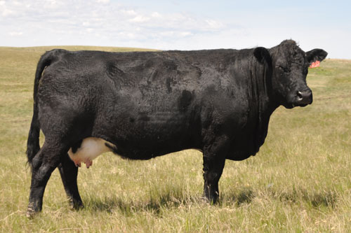 Simmental Cattle Breeders Expect a Great Year After Their Success in 2020