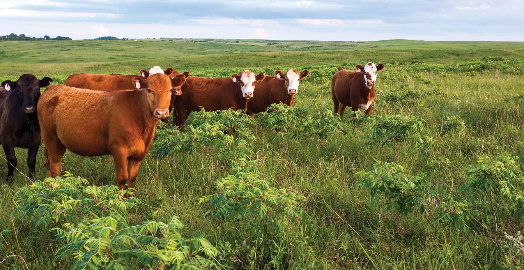 January Cattle Inventory Report Expected to Show a Stable U.S. Cow Herd Says OSU's Derrell Peel