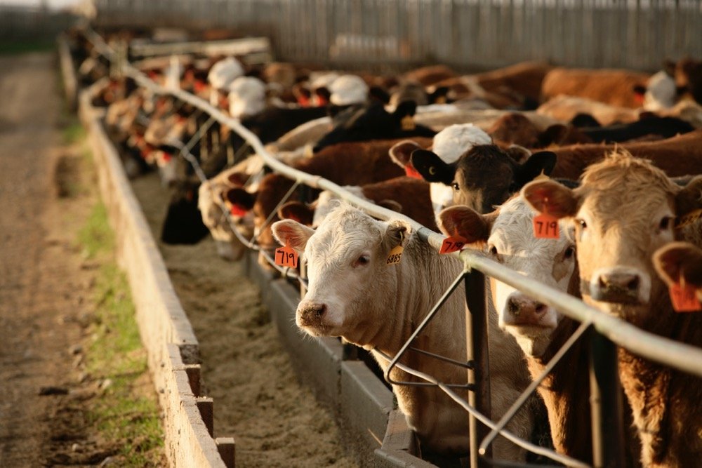 Oklahoma Farm Report Latest Cattle on Feed Report Shows Higher Than