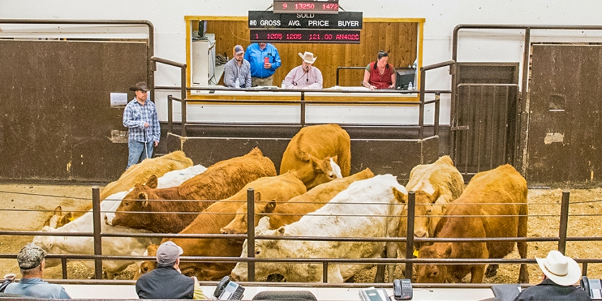 New Law Will Help Livestock Sellers Recover Funds When a Dealer's Check Bounces Says LMA's Chelsea Good