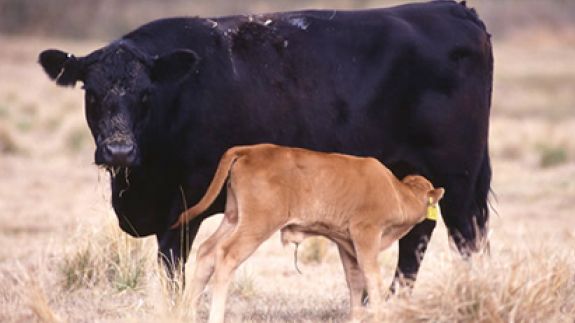 Tight Beef Supply Indicated in Latest USDA Cattle Inventory Report Says Katelyn McCullock, LMIC