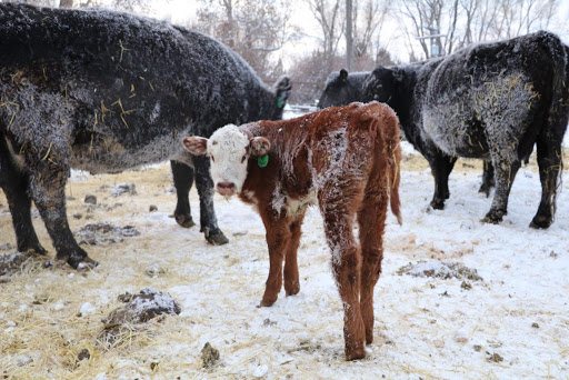 Good Nutrition Critical for Keeping Cattle Healthy in Brutal Cold Weather Says OSU Veterinarian Dr. Rosslyn Biggs