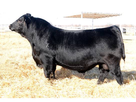 Today's Herd Bull Vastly Different Than 25 Years Ago, Says Jarold Callahan, Express Ranches