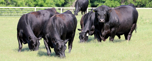 Buyers Will Have Many Choices of Top Line Bulls at Express Ranches Bull Sale March 5