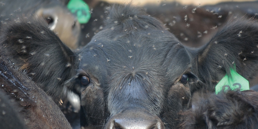 Horn Flies Are a Huge Economic Threat For Pasture Cattle But Can be Easily Controlled 