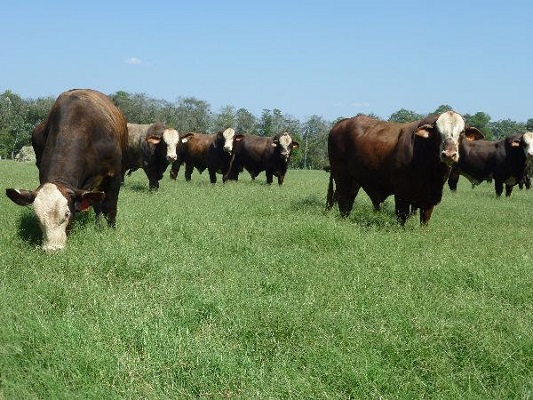 Beef Cattle Producers to Receive CFAP Funds Soon, Says NCBA's Ethan Lane