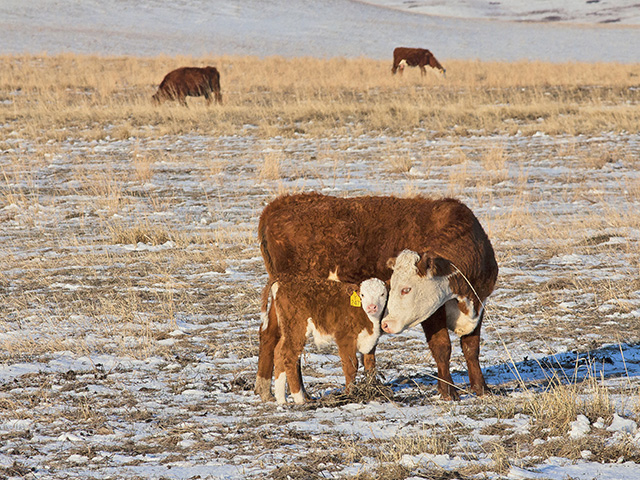 Momma Cows Could Still be Showing Effects of February's Brutal Cold Says OSU's Mark Johnson