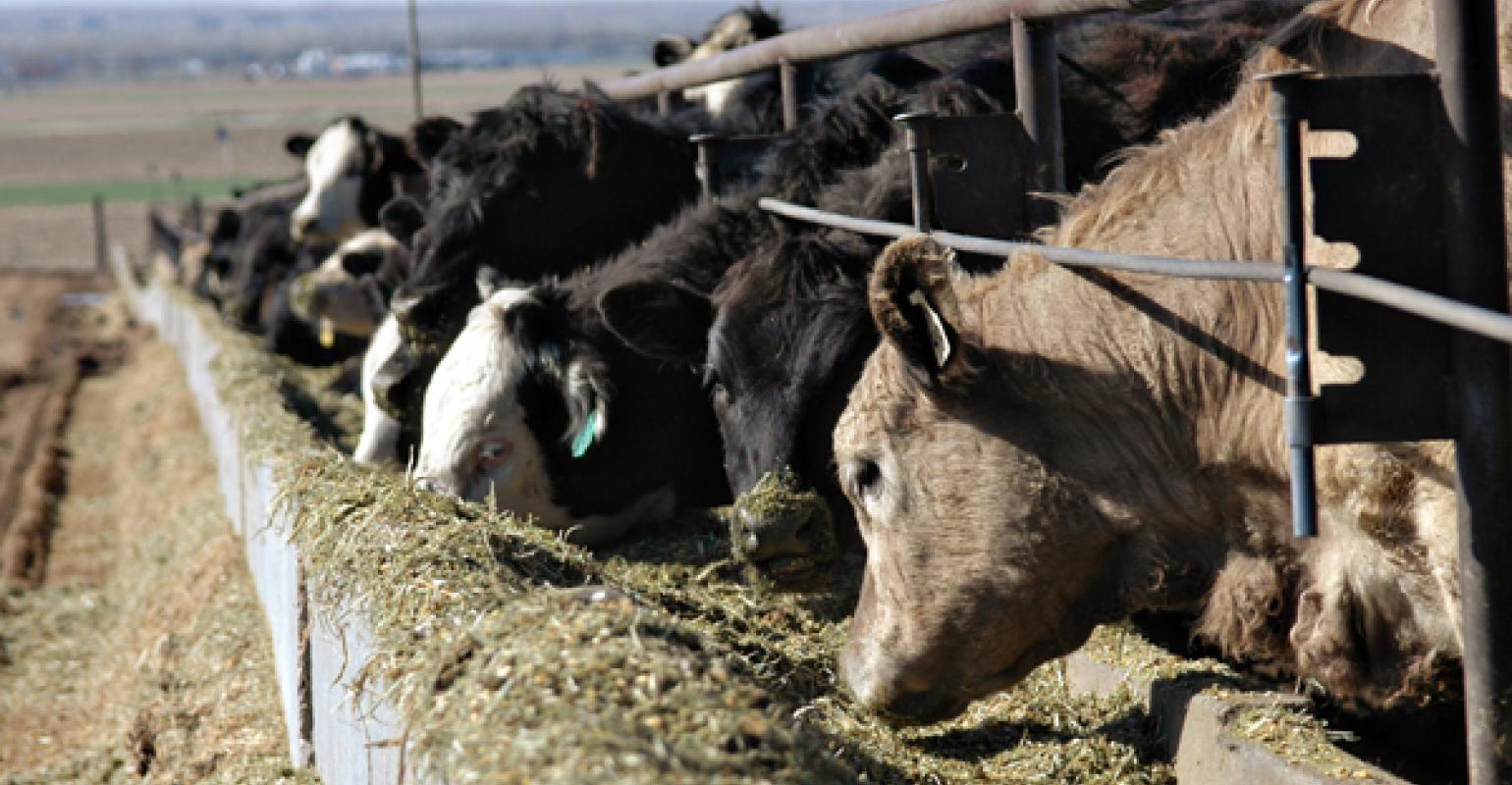 Latest Cattle on Feed Report Considered Bullish Says OSU's Dr. Derrell Peel
