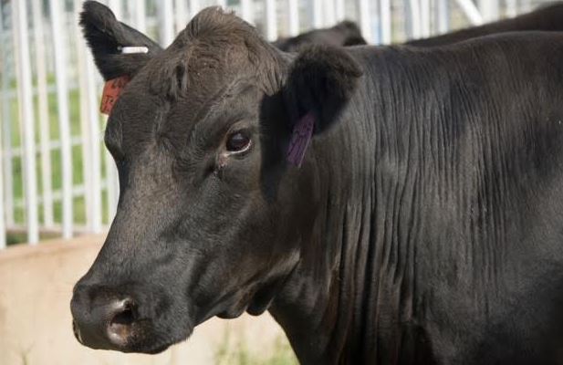 OSUS Derrell Peel Breaks Down The Latest Cattle Inventory Report