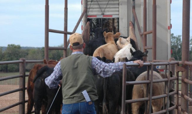 NCBA Continues Work With Members and Congress in Improving Market Transparency and Cash Cattle Trade