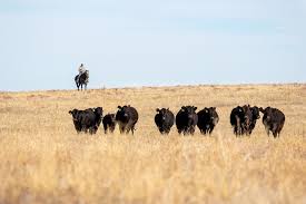 Randy Blach Says Sustainability is an Opportunity for Beef Cattle Industry