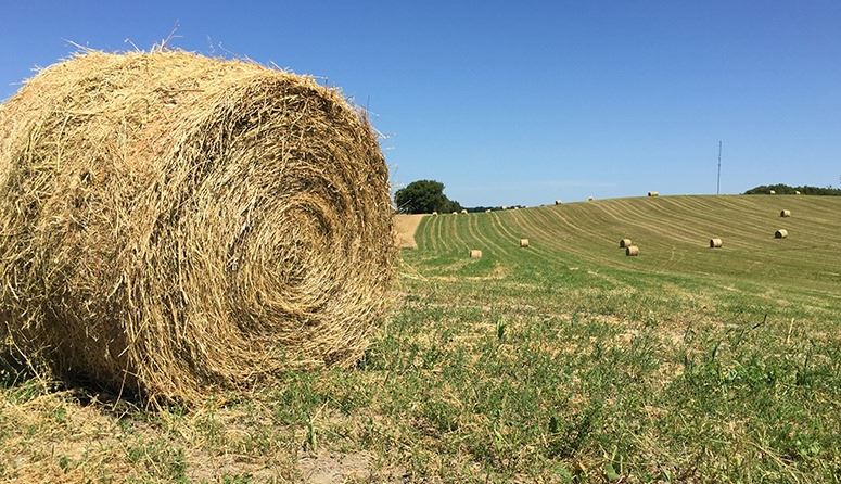 Katelyn McCullock Sees High Hay Prices in the U.S.