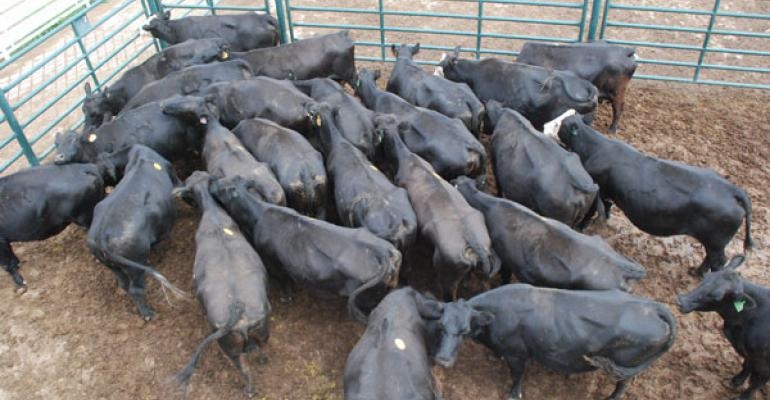Beef Cow Herd Liquidation Continues to Unfold
