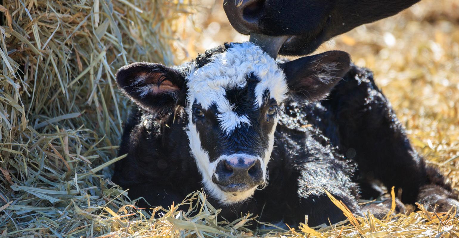 More on Fall Calving Best Practices from Dr. Rosslyn Biggs
