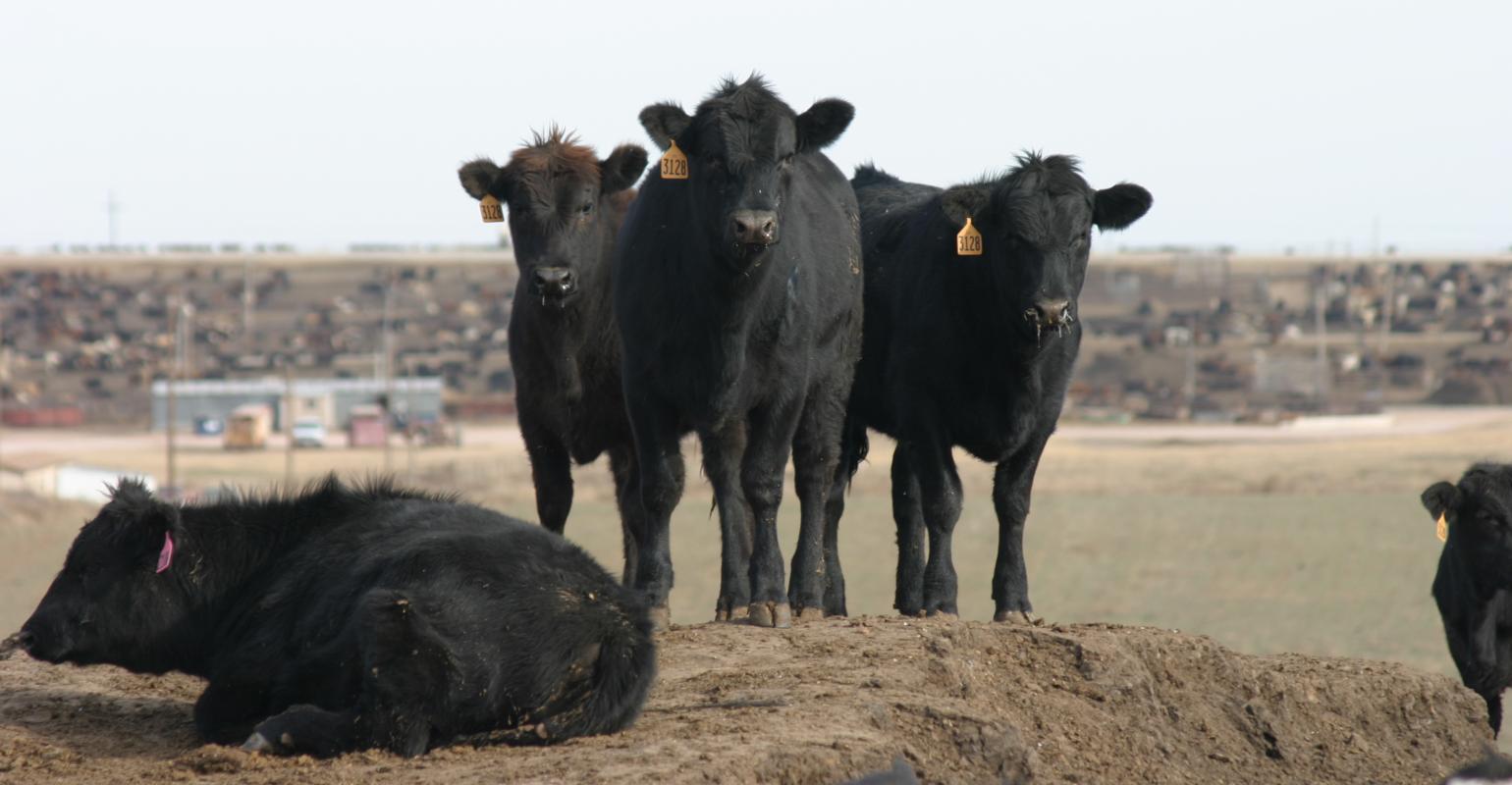 Randy Blach Convinced Free Market Will Serve Cattle Producers Best