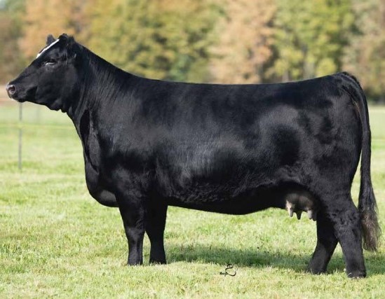 How the American Simmental Has Changed Over the Last Couple Decades