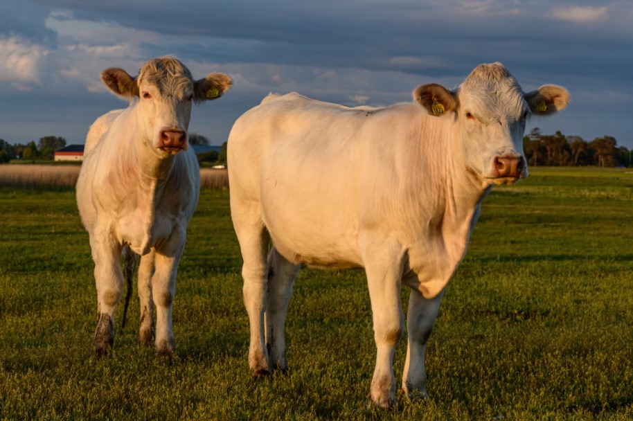 Clint Rusk on the Sometimes-Underestimated Value of Charolais Beef