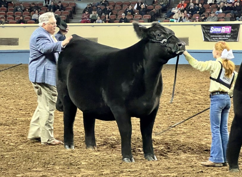 Why Maine-Anjou Cattle are Popular In and Out of the Show Ring