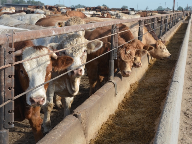 Higher-Than-Expected Placements Provide Slighter Bigger Cattle on Feed Number Than a Year Ago