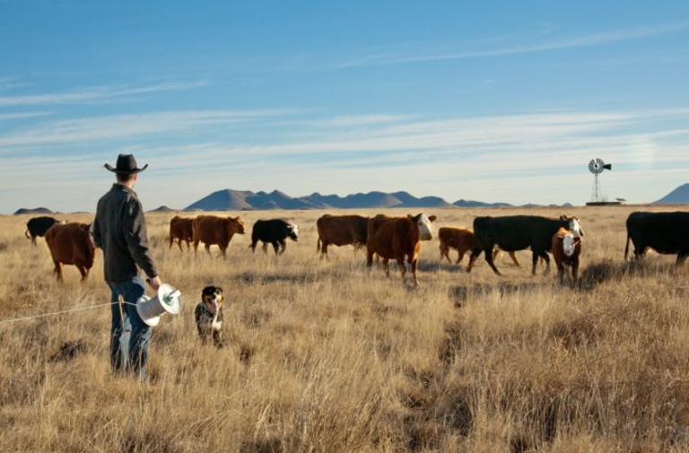 Dakota Moss Describes Benefits of Utilizing an LRP Program for Cattle Producers